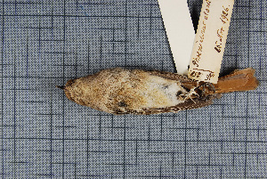  (Phoenicurus alaschanicus - MTD C 33598)  @11 [ ] Copyright (2014) Senckenberg Natural History Collections Dresden Senckenberg Natural History Collections Dresden