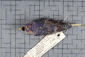  ( - MTD C 44867)  @11 [ ] Copyright (2014) Senckenberg Natural History Collections Dresden Senckenberg Natural History Collections Dresden