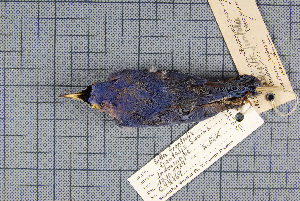  ( - MTD C 44869)  @11 [ ] Copyright (2014) Senckenberg Natural History Collections Dresden Senckenberg Natural History Collections Dresden