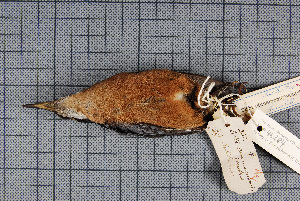  ( - MTD C 46284)  @11 [ ] Copyright (2014) Senckenberg Natural History Collections Dresden Senckenberg Natural History Collections Dresden