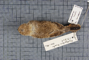  ( - MTD C 56671)  @12 [ ] Copyright (2014) Senckenberg Natural History Collections Dresden Senckenberg Natural History Collections Dresden