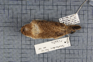  ( - MTD C 56672)  @13 [ ] Copyright (2014) Senckenberg Natural History Collections Dresden Senckenberg Natural History Collections Dresden