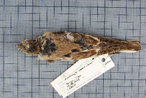  ( - MTD C 58560)  @13 [ ] Copyright (2014) Senckenberg Natural History Collections Dresden Senckenberg Natural History Collections Dresden