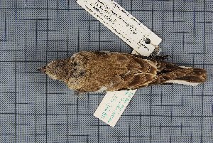  ( - MTD C 58562)  @11 [ ] Copyright (2014) Senckenberg Natural History Collections Dresden Senckenberg Natural History Collections Dresden