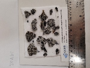  ( - CCDB-25723-B06)  @11 [ ] CreativeCommons - Attribution Non-Commercial Share-Alike (2024) Canadian Museum of Nature Canadian Museum of Nature