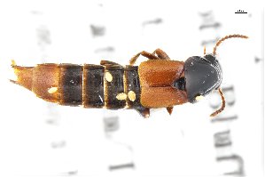  (Quedius praticola - CNCAJB18-104)  @11 [ ] CreativeCommons  Attribution Non-Commercial ShareAlike (2018) Unspecified Canadian National Collection of Insects