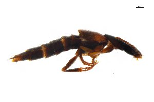  ( - CNCAJB18-108)  @11 [ ] CreativeCommons  Attribution Non-Commercial ShareAlike (2018) Unspecified Canadian National Collection of Insects