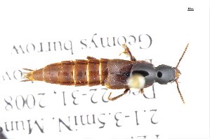  (Quedius pinetis - CNCAJB18-109)  @11 [ ] CreativeCommons  Attribution Non-Commercial ShareAlike (2018) Unspecified Canadian National Collection of Insects