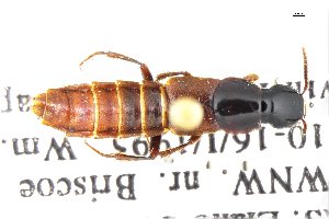  (Quedius compransor - CNCAJB18-110)  @11 [ ] CreativeCommons  Attribution Non-Commercial ShareAlike (2018) Unspecified Canadian National Collection of Insects