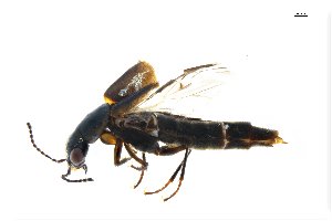  (Paraquedius - CNCAJB18-125)  @11 [ ] CreativeCommons  Attribution Non-Commercial ShareAlike (2024) Unspecified Canadian National Collection of Insects