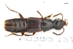  ( - CNCAJB18-14)  @11 [ ] CreativeCommons  Attribution Non-Commercial ShareAlike (2018) Unspecified Canadian National Collection of Insects