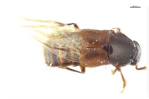  ( - CNCAJB18-143)  @11 [ ] CreativeCommons  Attribution Non-Commercial ShareAlike (2042) Unspecified Canadian National Collection of Insects