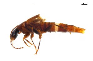  ( - CNCAJB18-148)  @11 [ ] CreativeCommons  Attribution Non-Commercial ShareAlike (2047) Unspecified Canadian National Collection of Insects