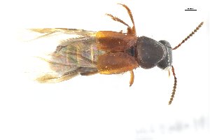  ( - CNCAJB18-151)  @11 [ ] CreativeCommons  Attribution Non-Commercial ShareAlike (2050) Unspecified Canadian National Collection of Insects