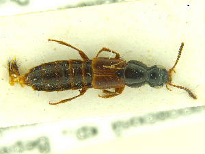  ( - CNCAJB18-16)  @11 [ ] CreativeCommons  Attribution Non-Commercial ShareAlike (2018) Unspecified Canadian National Collection of Insects