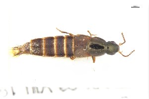  ( - CNCAJB18-168)  @11 [ ] CreativeCommons  Attribution Non-Commercial ShareAlike (2067) Unspecified Canadian National Collection of Insects