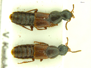  ( - CNCAJB18-17)  @11 [ ] CreativeCommons  Attribution Non-Commercial ShareAlike (2018) Unspecified Canadian National Collection of Insects