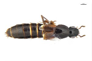  ( - CNCAJB18-174)  @11 [ ] CreativeCommons  Attribution Non-Commercial ShareAlike (2073) Unspecified Canadian National Collection of Insects