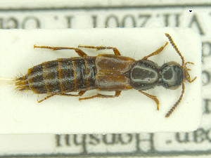  ( - CNCAJB18-25)  @11 [ ] CreativeCommons  Attribution Non-Commercial ShareAlike (2018) Unspecified Canadian National Collection of Insects