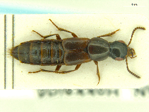  ( - CNCAJB18-26)  @11 [ ] CreativeCommons  Attribution Non-Commercial ShareAlike (2018) Unspecified Canadian National Collection of Insects