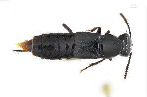  ( - CNCAJB18-27)  @11 [ ] CreativeCommons  Attribution Non-Commercial ShareAlike (2018) Unspecified Canadian National Collection of Insects