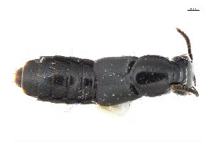  ( - CNCAJB18-28)  @11 [ ] CreativeCommons  Attribution Non-Commercial ShareAlike (2018) Unspecified Canadian National Collection of Insects