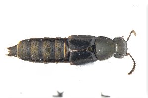  ( - CNCAJB18-29)  @11 [ ] CreativeCommons  Attribution Non-Commercial ShareAlike (2018) Unspecified Canadian National Collection of Insects