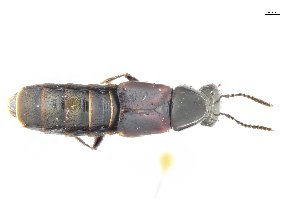  ( - CNCAJB18-31)  @11 [ ] CreativeCommons  Attribution Non-Commercial ShareAlike (2018) Unspecified Canadian National Collection of Insects