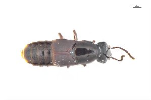  ( - CNCAJB18-32)  @11 [ ] CreativeCommons  Attribution Non-Commercial ShareAlike (2018) Unspecified Canadian National Collection of Insects