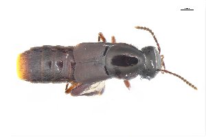  ( - CNCAJB18-33)  @11 [ ] CreativeCommons  Attribution Non-Commercial ShareAlike (2018) Unspecified Canadian National Collection of Insects