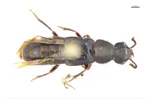  ( - CNCAJB18-34)  @11 [ ] CreativeCommons  Attribution Non-Commercial ShareAlike (2018) Unspecified Canadian National Collection of Insects