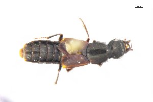  ( - CNCAJB18-35)  @11 [ ] CreativeCommons  Attribution Non-Commercial ShareAlike (2018) Unspecified Canadian National Collection of Insects