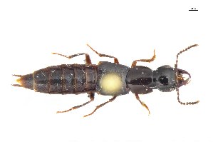  ( - CNCAJB18-38)  @11 [ ] CreativeCommons  Attribution Non-Commercial ShareAlike (2018) Unspecified Canadian National Collection of Insects
