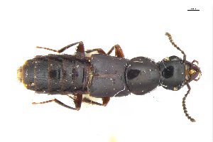  ( - CNCAJB18-39)  @11 [ ] CreativeCommons  Attribution Non-Commercial ShareAlike (2018) Unspecified Canadian National Collection of Insects