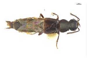  ( - CNCAJB18-41)  @11 [ ] CreativeCommons  Attribution Non-Commercial ShareAlike (2018) Unspecified Canadian National Collection of Insects