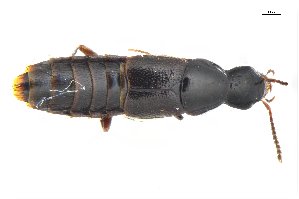  ( - CNCAJB18-67)  @11 [ ] CreativeCommons  Attribution Non-Commercial ShareAlike (2018) Unspecified Canadian National Collection of Insects
