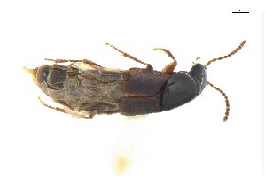  ( - CNCAJB18-68)  @11 [ ] CreativeCommons  Attribution Non-Commercial ShareAlike (2018) Unspecified Canadian National Collection of Insects