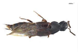 ( - CNCAJB18-70)  @11 [ ] CreativeCommons  Attribution Non-Commercial ShareAlike (2018) Unspecified Canadian National Collection of Insects