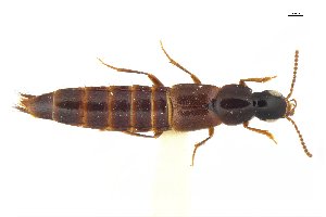  ( - CNCAJB18-71)  @11 [ ] CreativeCommons  Attribution Non-Commercial ShareAlike (2018) Unspecified Canadian National Collection of Insects