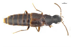  ( - CNCAJB18-73)  @11 [ ] CreativeCommons  Attribution Non-Commercial ShareAlike (2018) Unspecified Canadian National Collection of Insects