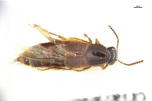  ( - CNCAJB18-76)  @11 [ ] CreativeCommons  Attribution Non-Commercial ShareAlike (2018) Unspecified Canadian National Collection of Insects