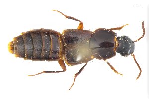  ( - CNCAJB18-77)  @11 [ ] CreativeCommons  Attribution Non-Commercial ShareAlike (2018) Unspecified Canadian National Collection of Insects