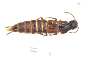  ( - CNCAJB18-79)  @11 [ ] CreativeCommons  Attribution Non-Commercial ShareAlike (2018) Unspecified Canadian National Collection of Insects