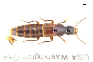  ( - CNCAJB18-80)  @11 [ ] CreativeCommons  Attribution Non-Commercial ShareAlike (2018) Unspecified Canadian National Collection of Insects