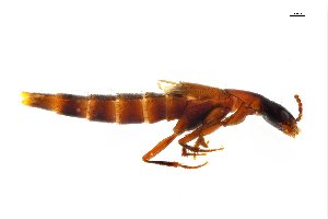  ( - CNCAJB18-91)  @11 [ ] CreativeCommons  Attribution Non-Commercial ShareAlike (2018) Unspecified Canadian National Collection of Insects