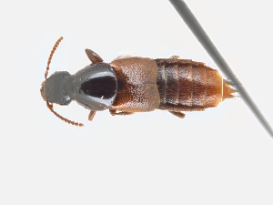  (Quedius alesi - CNCAJB19-02)  @11 [ ] CreativeCommons  Attribution Non-Commercial ShareAlike (2019) Unspecified Canadian National Collection of Insects