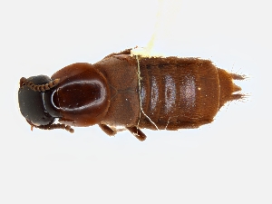  (Quedius miltoni - CNCAJB19-05)  @11 [ ] CreativeCommons  Attribution Non-Commercial ShareAlike (2019) Unspecified Canadian National Collection of Insects