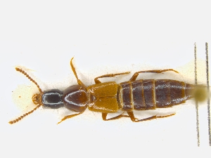  ( - CNCAJB19-43)  @11 [ ] CreativeCommons  Attribution Non-Commercial ShareAlike (2019) Unspecified Canadian National Collection of Insects