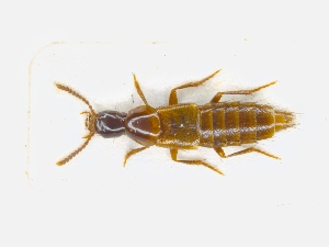  ( - CNCAJB19-44)  @11 [ ] CreativeCommons  Attribution Non-Commercial ShareAlike (2019) Unspecified Canadian National Collection of Insects