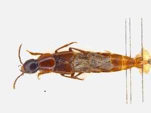  ( - CNCAJB19-46)  @11 [ ] CreativeCommons  Attribution Non-Commercial ShareAlike (2019) Unspecified Canadian National Collection of Insects